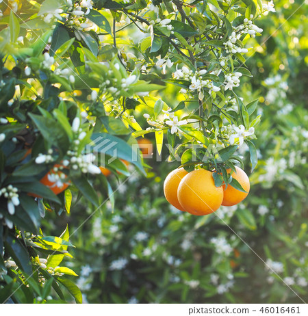 Valencian orange and orange blossoms. Spain. Sprin Valencian orange and orange blossoms. Spain. Sprin 46016461