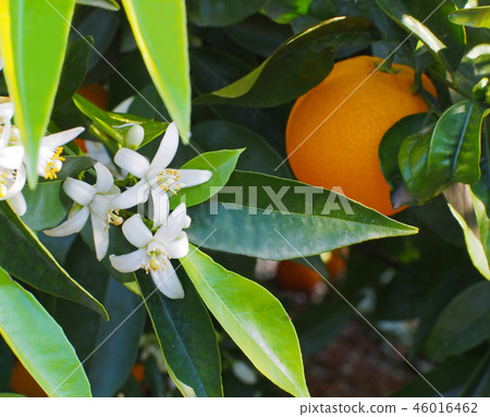 Valencian orange and orange blossoms. Spain. Sprin Valencian orange and orange blossoms. Spain. Sprin 46016462