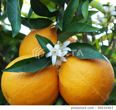 Valencian orange and orange blossoms. Spain. Sprin Valencian orange and orange blossoms. Spain. Sprin 46016463