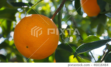 Valencian orange and orange blossoms. Spain. Sprin Valencian orange and orange blossoms. Spain. Sprin 46016464