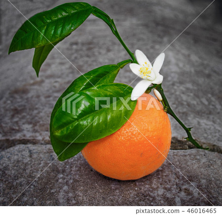 Valencian orange and orange blossoms. Spain. Sprin 46016465