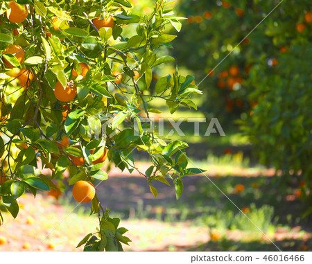 Valencian orange and orange blossoms. Spain. Sprin Valencian orange and orange blossoms. Spain. Sprin 46016466