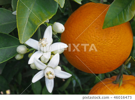 Valencian orange and orange blossoms. Spain. Sprin 46016473