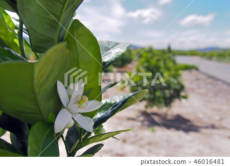 Valencian orange and orange blossoms. Spain. Sprin Valencian orange and orange blossoms. Spain. Sprin 46016481