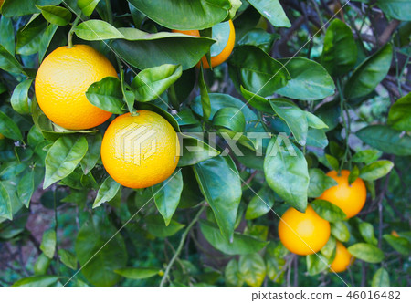 Valencian orange and orange blossoms. Spain. Sprin Valencian orange and orange blossoms. Spain. Sprin 46016482