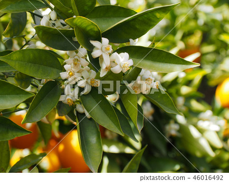 Valencian orange and orange blossoms. Spain. Sprin Valencian orange and orange blossoms. Spain. Sprin 46016492