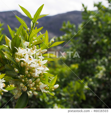 Valencian orange and orange blossoms. Spain. Sprin 46016503