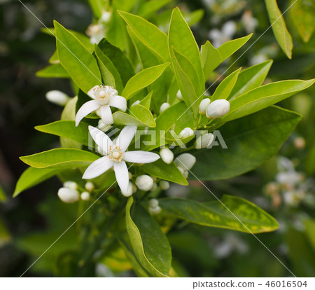 Valencian orange and orange blossoms. Spain. Sprin Valencian orange and orange blossoms. Spain. Sprin 46016504