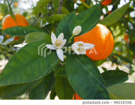 Valencian orange and orange blossoms. Spain. Sprin Valencian orange and orange blossoms. Spain. Sprin 46016506