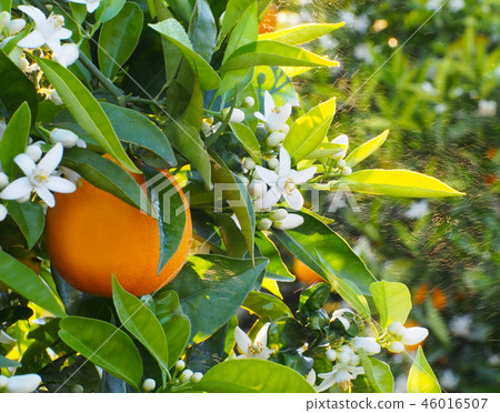 Valencian orange and orange blossoms. Spain. Sprin Valencian orange and orange blossoms. Spain. Sprin 46016507
