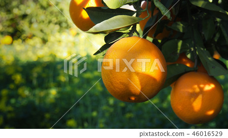Valencian orange and orange blossoms. Spain.Spring Valencian orange and orange blossoms. Spain.Spring 46016529