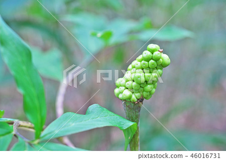 綠毒蛇果（夏季、八月） 46016731