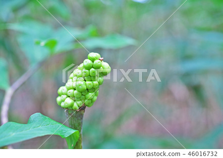 綠毒蛇果（夏季、八月） 46016732
