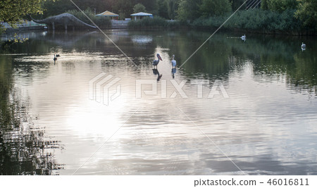 Lake birds white pelicans and dinosaur sculpture 46016811