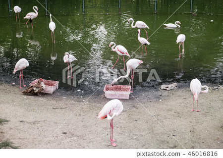 Pink flamingos on a sandy cape near the lake Pink flamingos on a sandy cape near the lake 46016816