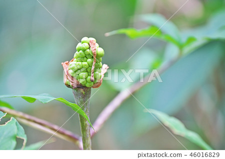 Green snakeroot fruit (summer, August) Green snakeroot fruit (summer, August) 46016829