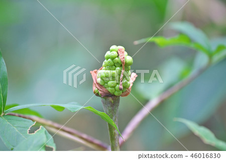 Green snakeroot fruit (summer, August) Green snakeroot fruit (summer, August) 46016830
