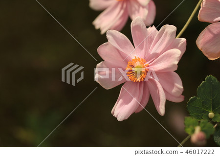 花 花 46017222