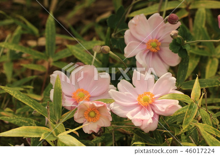 花 花 46017224