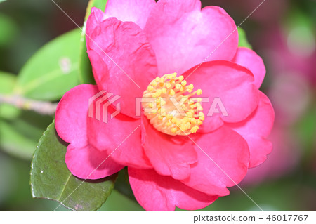 Sasanqua Sasanqua 46017767