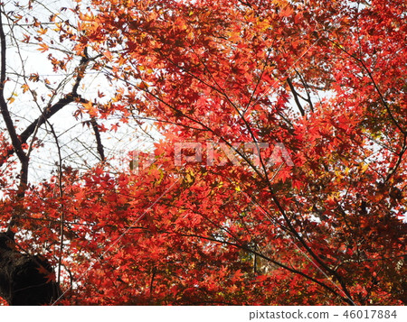 Autumn leaves Todoroki Valley Autumn leaves Todoroki Valley 46017884