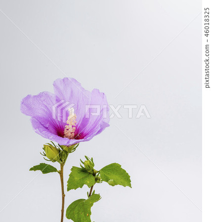 Mugunghwa flower macro photographed on white background 46018325
