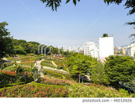 Bucheon Million Rose Garden Bucheon Million Rose Garden 46018926