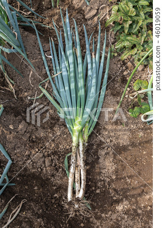 Green onion (October) kitchen garden Green onion (October) kitchen garden 46019059