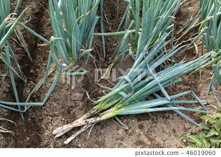 Green onion (October) kitchen garden Green onion (October) kitchen garden 46019060