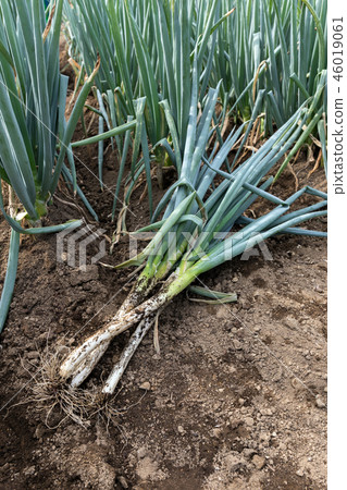 Green onion (October) kitchen garden Green onion (October) kitchen garden 46019061