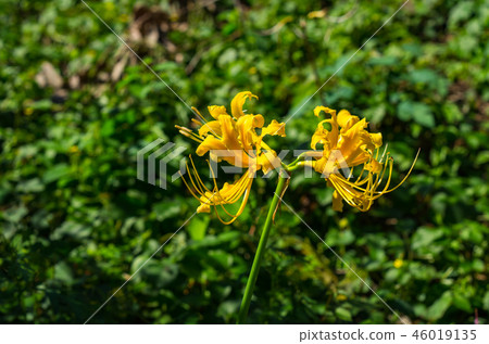 甘草 甘草 46019135