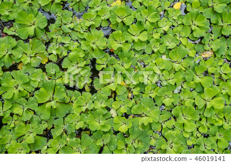 Water cabbage, water lettuce, Nile cabbage 46019141
