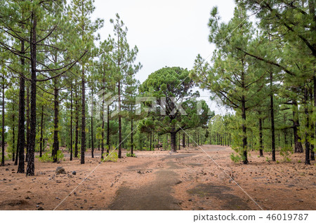 Beautiful forest at Chinyero circular trekking route, Tenerife Beautiful forest at Chinyero circular trekking route, Tenerife 46019787