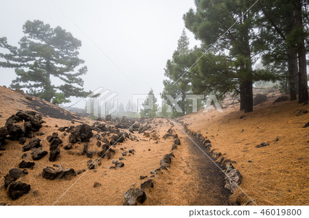 Beautiful hiking path at Chinyero volcano at Teide national park. Beautiful hiking path at Chinyero volcano at Teide national park. 46019800