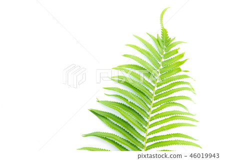 green leaves of fern isolated on white green leaves of fern isolated on white 46019943