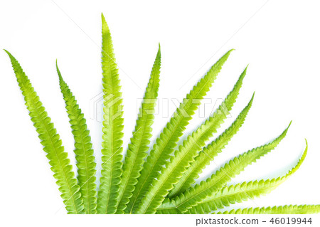 green leaves of fern isolated on white green leaves of fern isolated on white 46019944