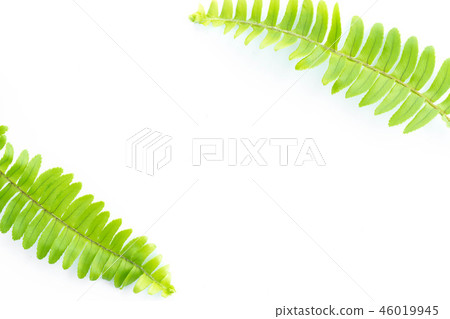 green leaves of fern isolated on white green leaves of fern isolated on white 46019945