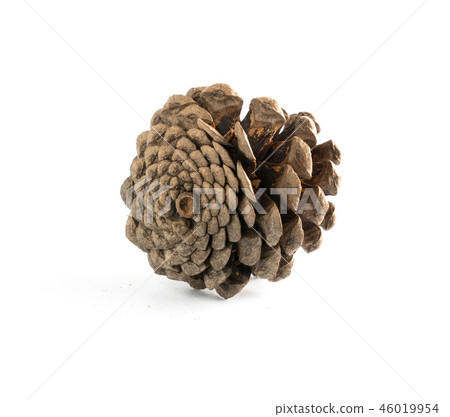 cones various coniferous trees isolated cones various coniferous trees isolated 46019954