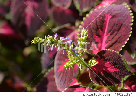 Painted nettle Painted nettle 46021384