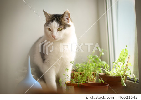 cat eating pot plants sprouts on windowsill cat eating pot plants sprouts on windowsill 46021542