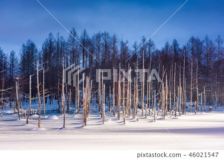 Biei, Japan at Aoike Blue Pond in winter. Biei, Japan at Aoike Blue Pond in winter. 46021547