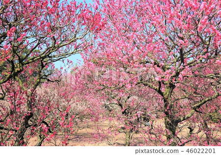 早春藍天下盛開的梅花・畫像（栗林公園） 46022201