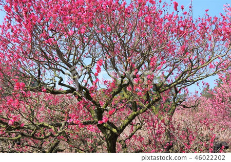 早春藍天下盛開的梅花・畫像（栗林公園） 46022202