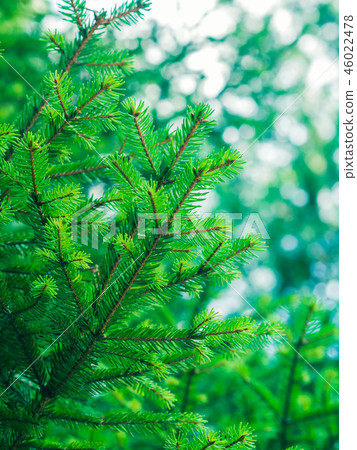 Green fir tree winter christmas background 46022478