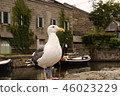 Birds living in the Otaru canal 46023229