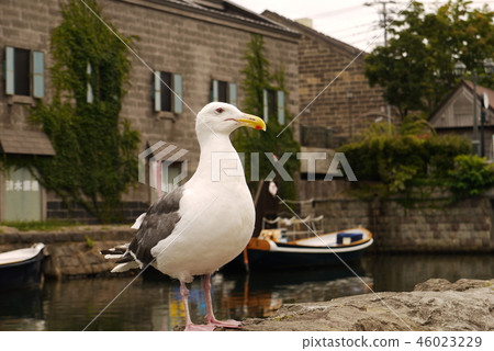 Birds living in the Otaru canal 46023229