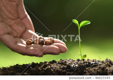 Human's hand planting seeds in soil 46023345