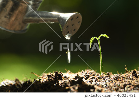 Sprout watered from a watering can on nature  46023451
