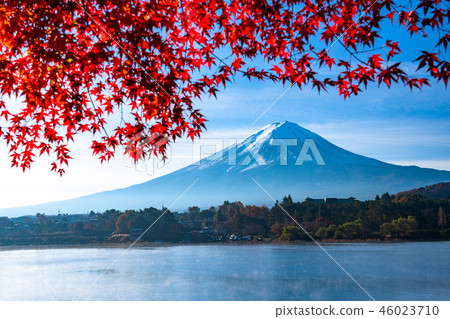 《山梨縣》富士山和秋葉 46023710