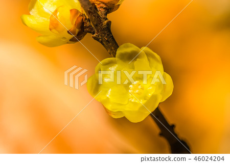 Wax plum blossoms late winter, a small flower of rising spring Transparent yellow is cute 46024204
